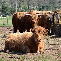 Buy canvas prints of Highland coos by Allan Durward Photography