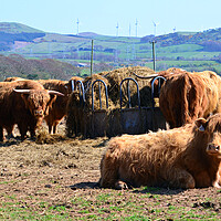 Buy canvas prints of Heilan coos by Allan Durward Photography