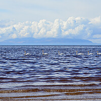 Buy canvas prints of Line of swans in Ayr bay by Allan Durward Photography