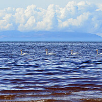 Buy canvas prints of Convoy of swans by Allan Durward Photography