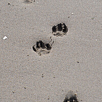 Buy canvas prints of Puppy paw prints on the beach by Allan Durward Photography