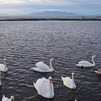 Buy canvas prints of Old Saltcoats bathing pool swans by Allan Durward Photography