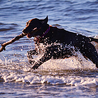 Buy canvas prints of Fetching doggie splash by Allan Durward Photography