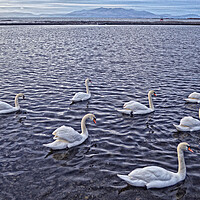 Buy canvas prints of Swans at Saltcoats by Allan Durward Photography