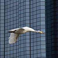 Buy canvas prints of River Clyde swan in flight, Glasgow by Allan Durward Photography