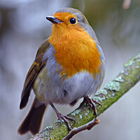 Buy canvas prints of Britain`s favourite bird, the Robin by Allan Durward Photography