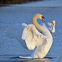 Buy canvas prints of Graceful swan, It`s good to have a stretch by Allan Durward Photography