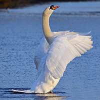 Buy canvas prints of Mute swan doing its pilates by Allan Durward Photography