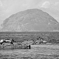 Buy canvas prints of Seals at rest in South Ayrshire  by Allan Durward Photography