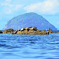 Buy canvas prints of Ayrshire`s grey seals resting, Lendalfoot by Allan Durward Photography