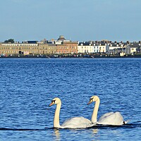 Buy canvas prints of Swans on the sea at Ayr by Allan Durward Photography