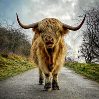 Buy canvas prints of Highland Cow confrontation by Stephen Morrison