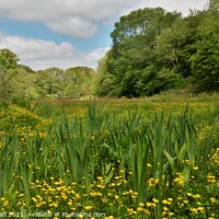 Buy canvas prints of Buttercup Meadow, West Looe River Valley. by Neil Mottershead