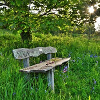 Buy canvas prints of Bluebell Bench, Trenant Woods, Cornwall. by Neil Mottershead