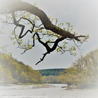 Buy canvas prints of Spring On the Lerryn River. by Neil Mottershead