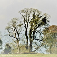 Buy canvas prints of Trees On The Ethy Estate, Lerryn. by Neil Mottershead
