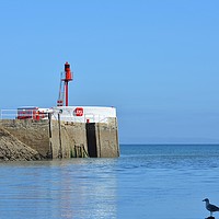 Buy canvas prints of A Seagull Surveys The Banjo Pier At Looe by Neil Mottershead