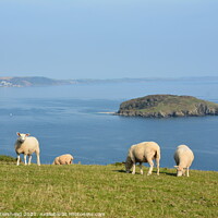 Buy canvas prints of Sheep Grazing Above Looe Island by Neil Mottershead