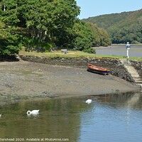 Buy canvas prints of Family Day Out - A bevy of swans on the Looe river by Neil Mottershead