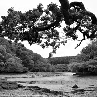Buy canvas prints of The Lerryn River At Low Tide. by Neil Mottershead