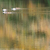 Buy canvas prints of Autumn Reflections On Steppe's Pond, Morval, Near  by Neil Mottershead