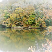 Buy canvas prints of Autumn Colours On Steppe's Pond, Morval, Near Looe by Neil Mottershead
