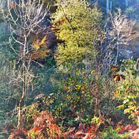 Buy canvas prints of Cornish Autumn Colours, by Neil Mottershead