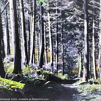 Buy canvas prints of The Way Through The Woods. by Neil Mottershead