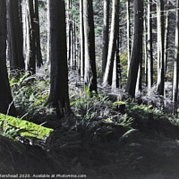 Buy canvas prints of Morning Woodland Light. by Neil Mottershead