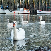 Buy canvas prints of Swans On The Looe River. by Neil Mottershead