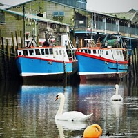 Buy canvas prints of Swans And Trawlers. by Neil Mottershead