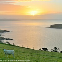 Buy canvas prints of Sheep, Sunrise & Looe Island. by Neil Mottershead