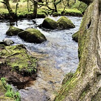 Buy canvas prints of The River Fowey At Golitha Falls. by Neil Mottershead