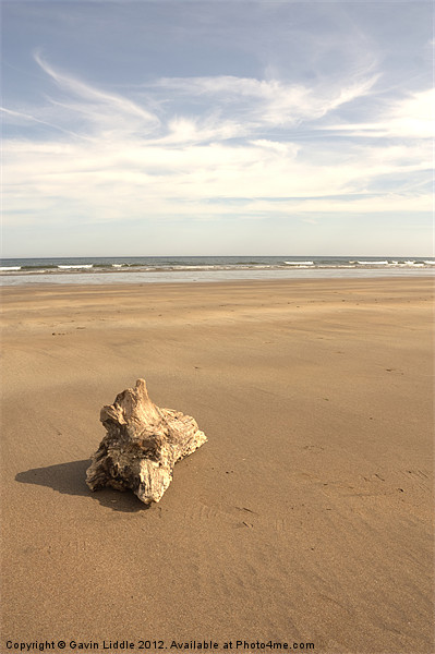 Driftwood on a Beach Picture Board by Gavin Liddle
