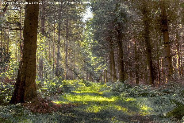  Bowmont Forest in the Sunlight Picture Board by Gavin Liddle