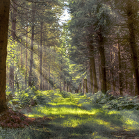 Buy canvas prints of  Bowmont Forest in the Sunlight by Gavin Liddle