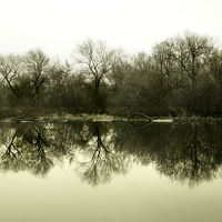 Buy canvas prints of  Tree Reflections 1 by Gavin Liddle