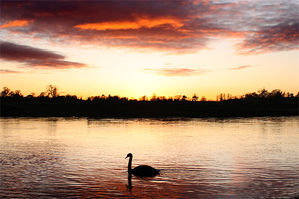 Swan at Sunset Picture Board by Gavin Liddle