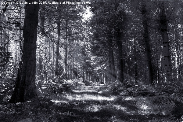 Bowmont Forest, in Black and White Picture Board by Gavin Liddle