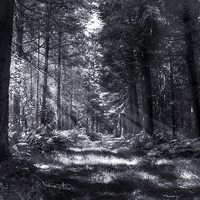 Buy canvas prints of Bowmont Forest, in Black and White by Gavin Liddle
