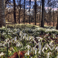Buy canvas prints of  Spring Is Here by Gavin Liddle
