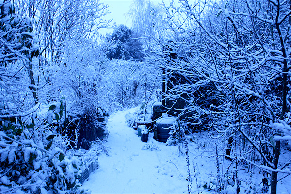 Winters Garden Picture Board by Gavin Liddle