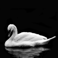 Buy canvas prints of  Swan by Gavin Liddle