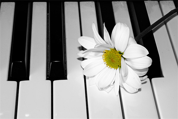 Daisy on a Piano Picture Board by Gavin Liddle