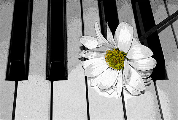 Daisy on a Piano 2 Picture Board by Gavin Liddle