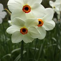 Buy canvas prints of White Narcissus by Gavin Liddle