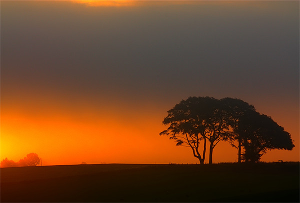 Trees at Sunrise Picture Board by Gavin Liddle