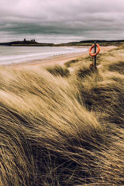 Dunes at Dunstanburgh Picture Board by Gavin Liddle