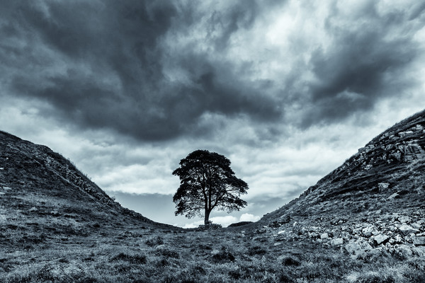 Sycamore Gap, Hadrians Wall Picture Board by Gavin Liddle