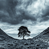Buy canvas prints of Sycamore Gap, Hadrians Wall by Gavin Liddle